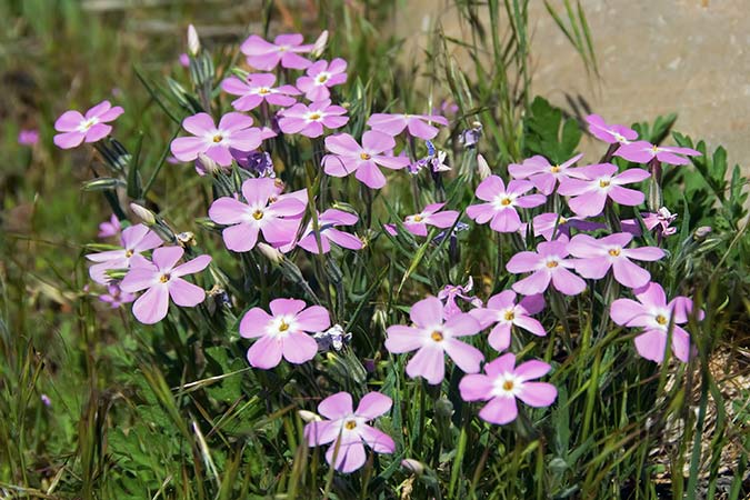 phlox bouquet